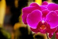 Beautiful flowers under Sanya, China Royalty Free Stock Photo